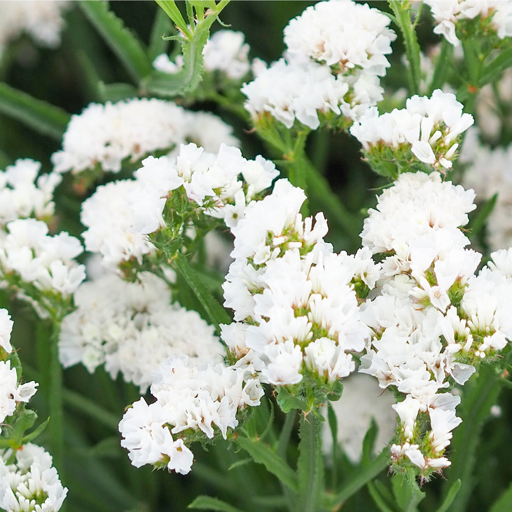 Bluehende Pflanze Gefluegelter Strandflieder - Limonium sinuatum 'Forever Silver'  aus der Gartenzauber-Saatgutserie