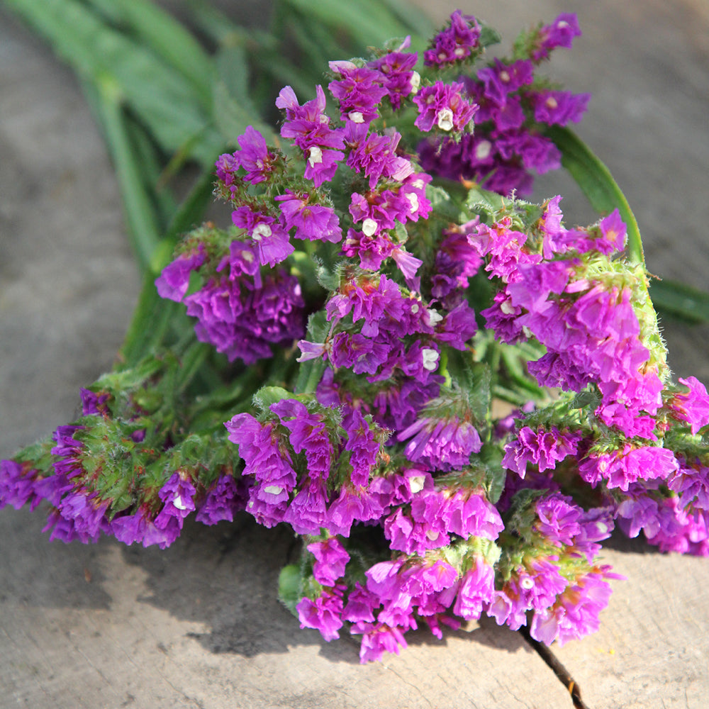 Bluehende Pflanze Gefluegelter Strandflieder - Limonium sinuatum 'Purple Attraction‘ aus der Gartenzauber-Saatgutserie