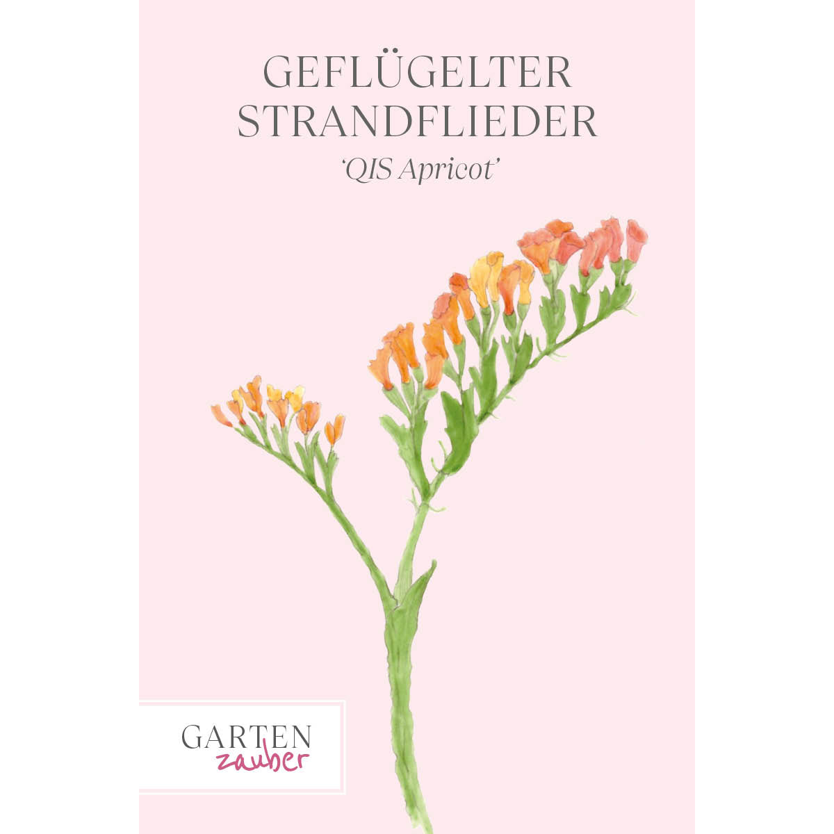 Vorderansicht Saatguttuete  Gefluegelter Strandflieder - Limonium sinuatum 'QIS Apricot' aus der Gartenzauber-Saatgutserie