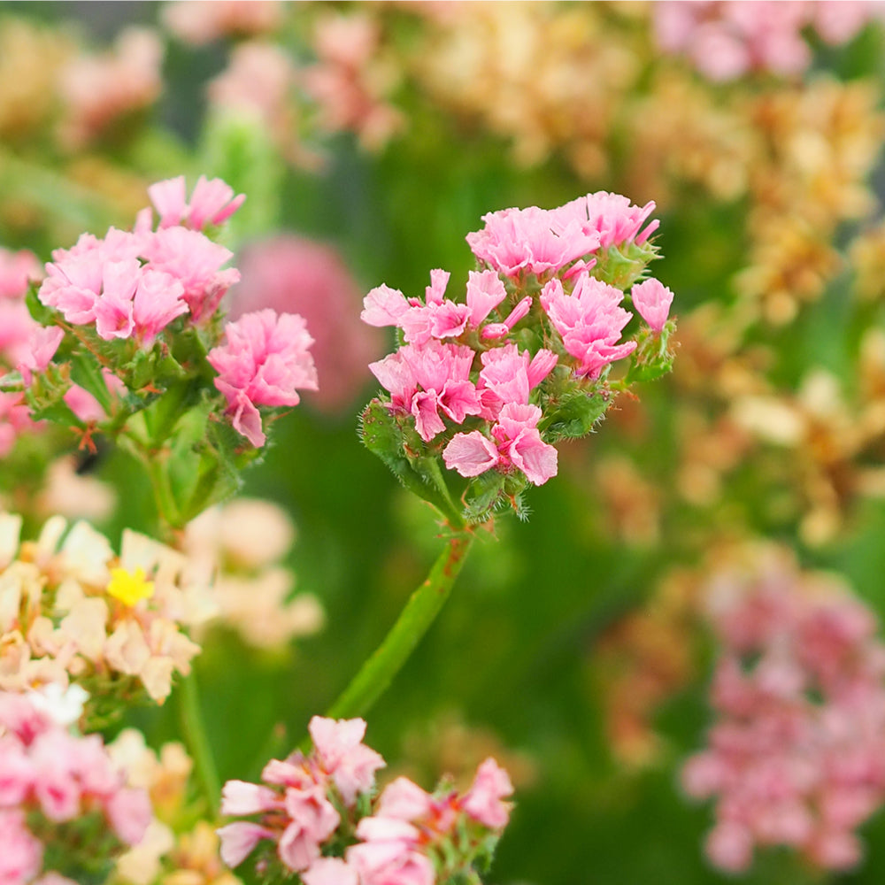 Bluehende Pflanze Gefluegelter Strandflieder - Limonium sinuatum 'QIS Apricot' aus der Gartenzauber-Saatgutserie