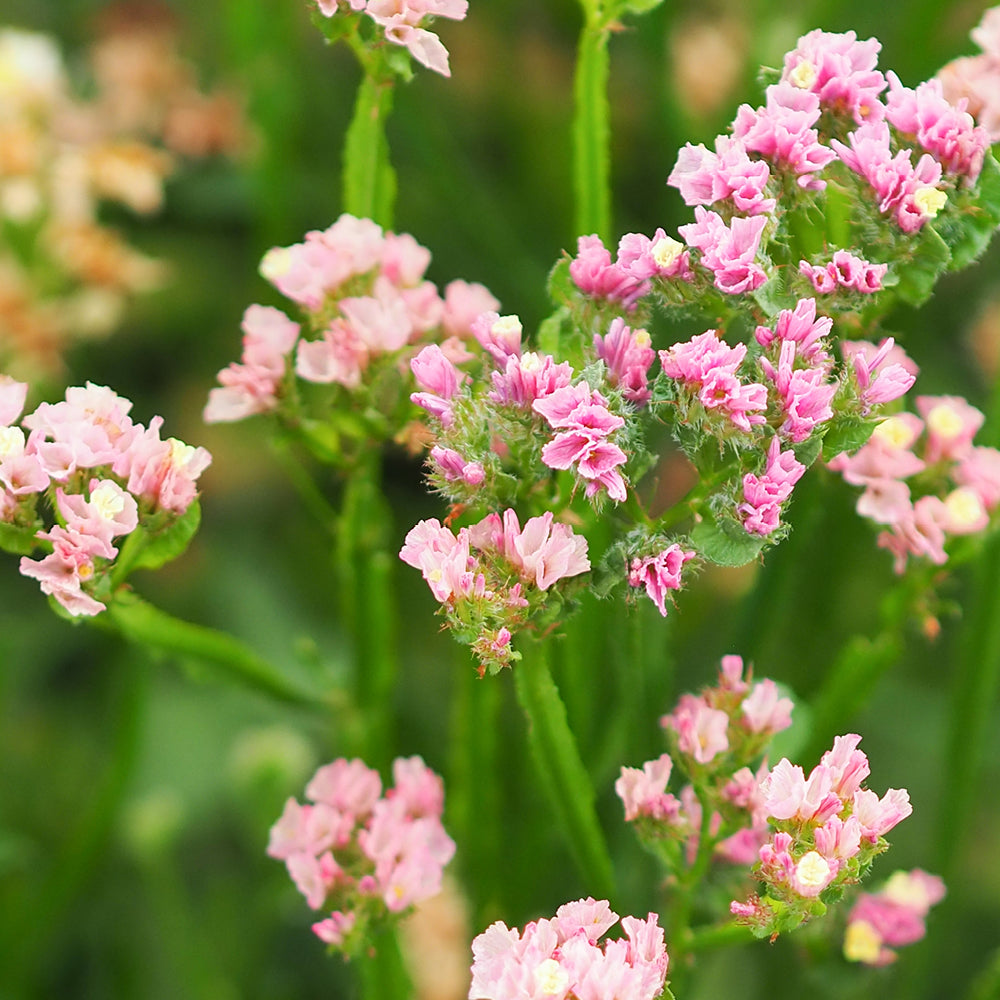 Bluehende Pflanze Gefluegelter Strandflieder - Limonium sinuatum 'QIS Apricot' aus der Gartenzauber-Saatgutserie