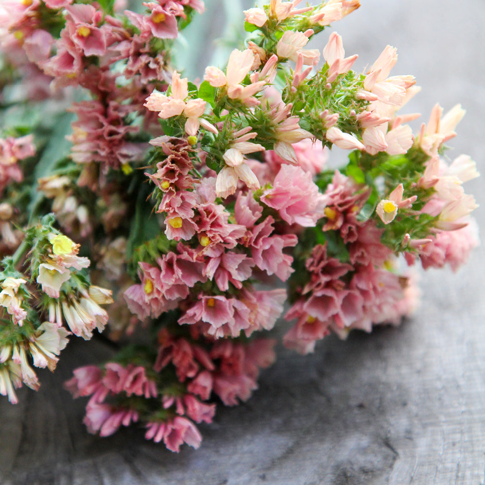 Bluehende Pflanze Gefluegelter Strandflieder - Limonium sinuatum 'QIS Apricot' aus der Gartenzauber-Saatgutserie