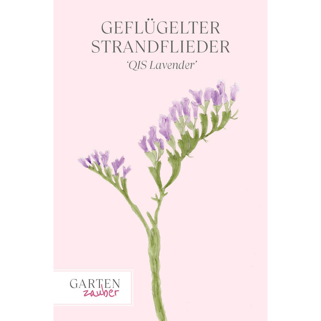 Vorderansicht Saatguttuete  Gefluegelter Strandflieder - Limonium sinuatum 'QIS Lavender' aus der Gartenzauber-Saatgutserie