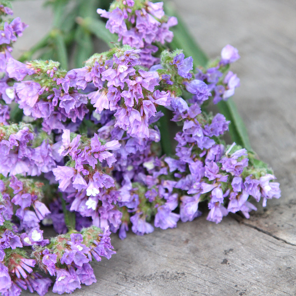 Bluehende Pflanze Gefluegelter Strandflieder - Limonium sinuatum 'QIS Lavender' aus der Gartenzauber-Saatgutserie