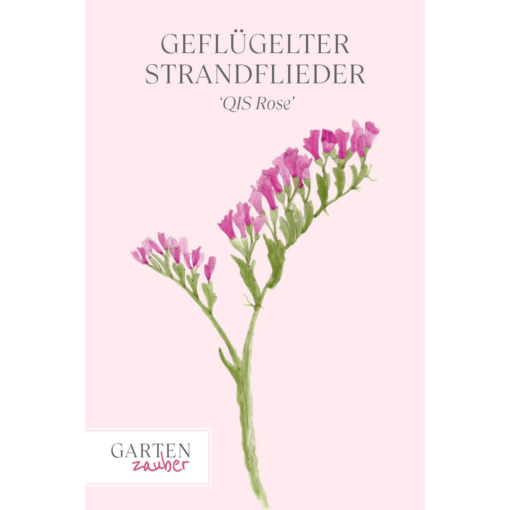 Vorderansicht Saatguttuete  Gefluegelter Strandflieder - Limonium sinuatum 'QIS Rose' aus der Gartenzauber-Saatgutserie