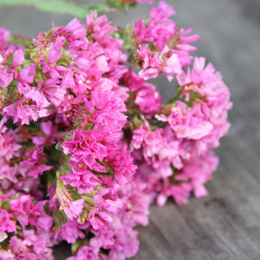 Bluehende Pflanze Gefluegelter Strandflieder - Limonium sinuatum 'QIS Rose' aus der Gartenzauber-Saatgutserie