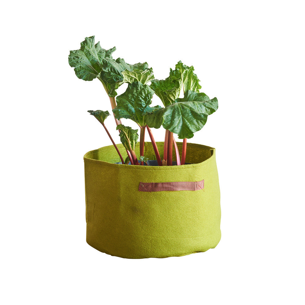 Gemüse-Pflanztasche Vigoroot von Haxnicks in Grün, bepflanzt mit Rhabarber