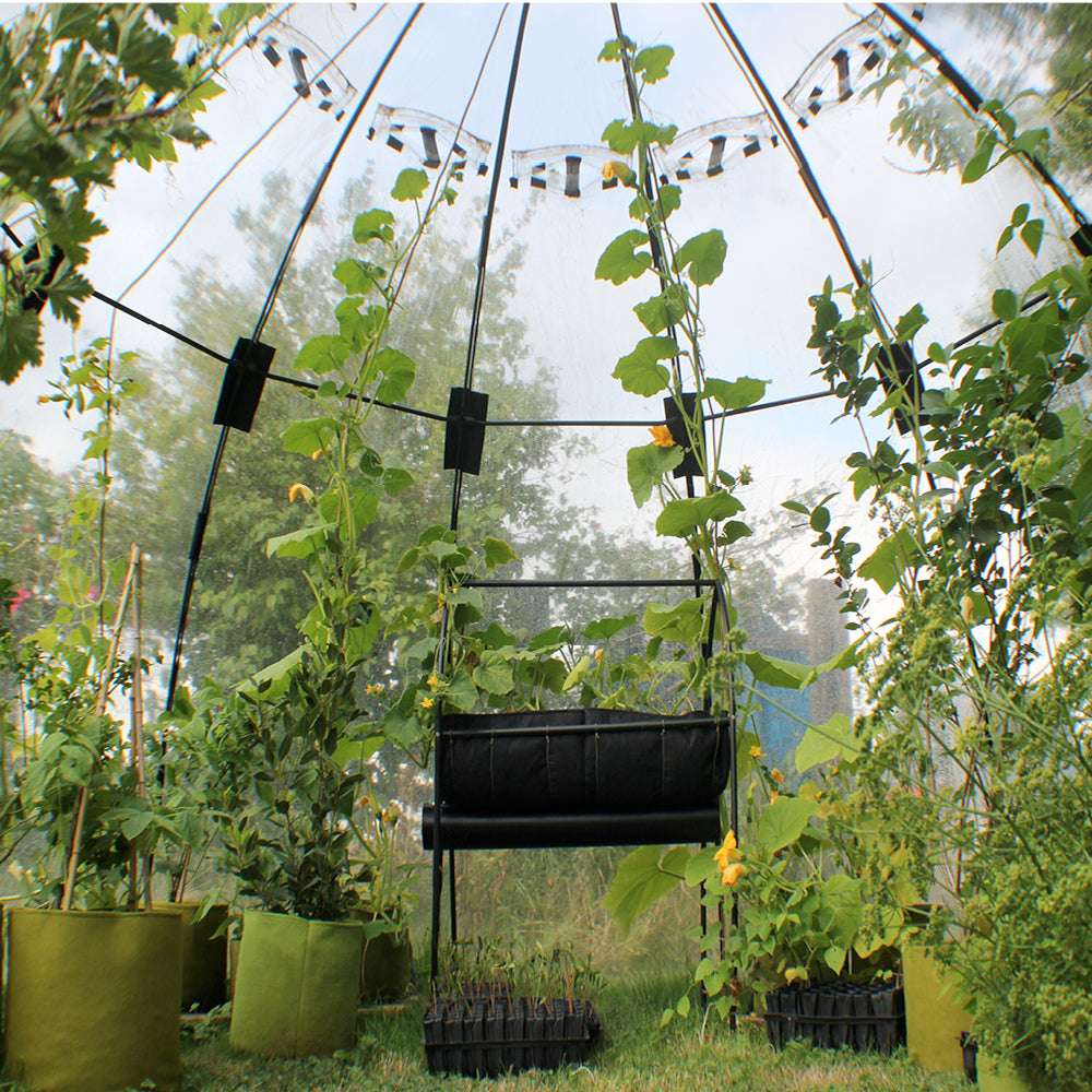 Innenaufnahme des Haxnicks Sunbubble Gewächshaus mit Pflanzen