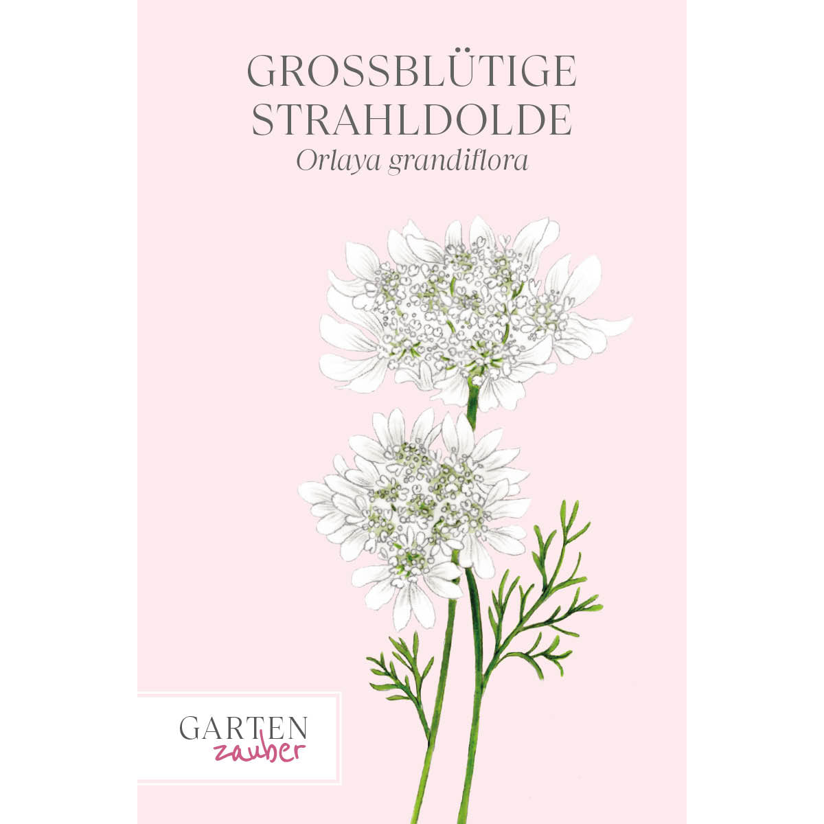 Vorderansicht Saatguttuete  Großbluetige Strahldolde Orlaya grandiflora aus der Gartenzauber-Saatgutserie