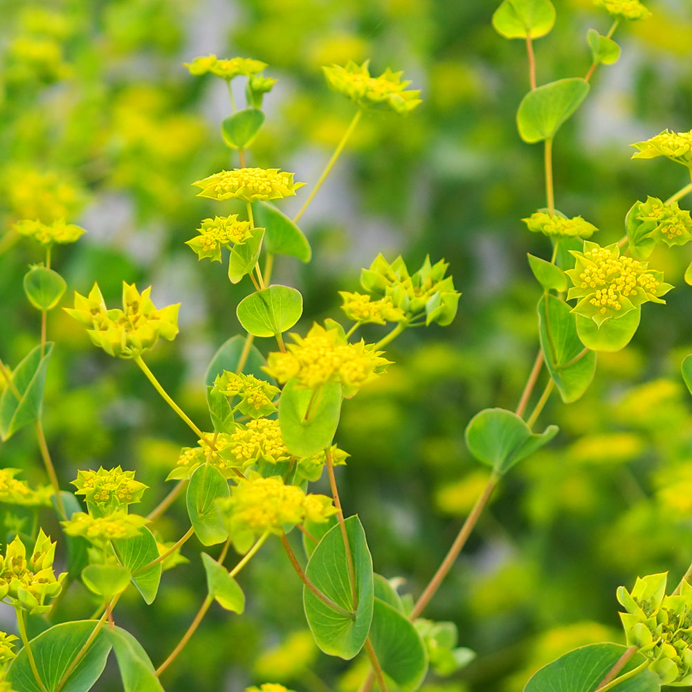 Hasenohr - Bupleurum rotundifolium 'Garibaldi'