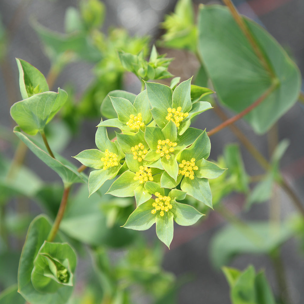 Hasenohr - Bupleurum rotundifolium 'Garibaldi'
