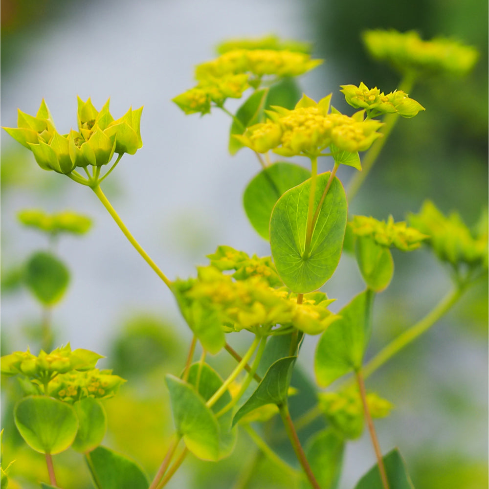 Hasenohr - Bupleurum rotundifolium 'Garibaldi'