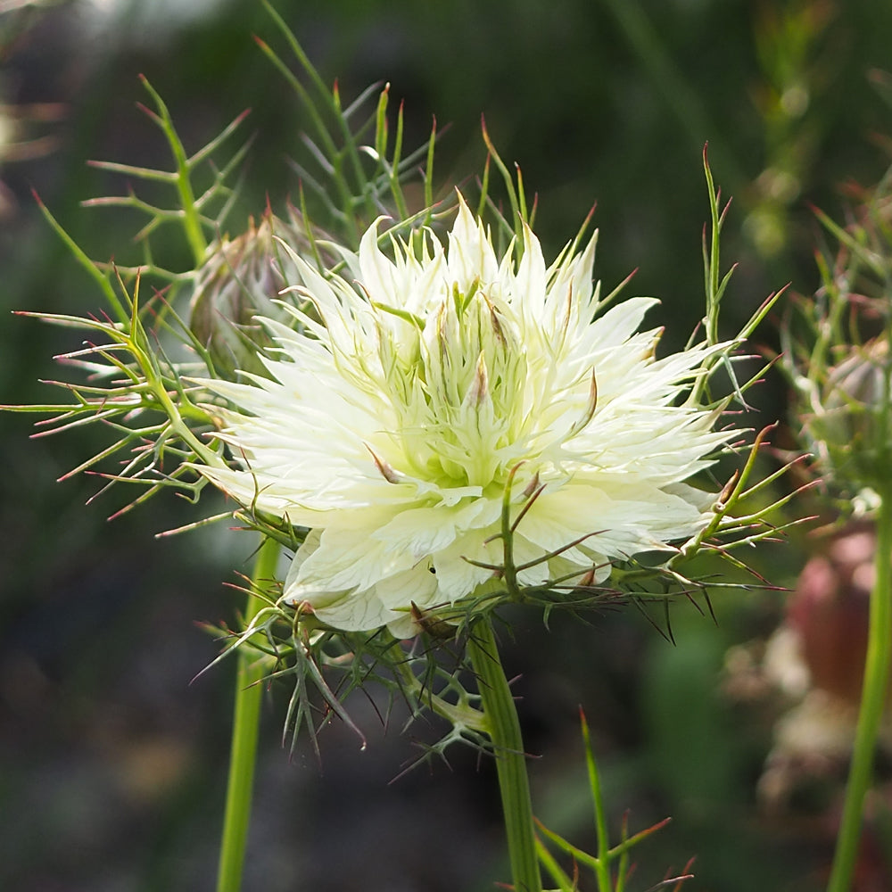 Bluehende Pflanze Jungfer im Grünen - Nigella damascena 'Albion Black Pod'  aus der Gartenzauber-Saatgutserie
