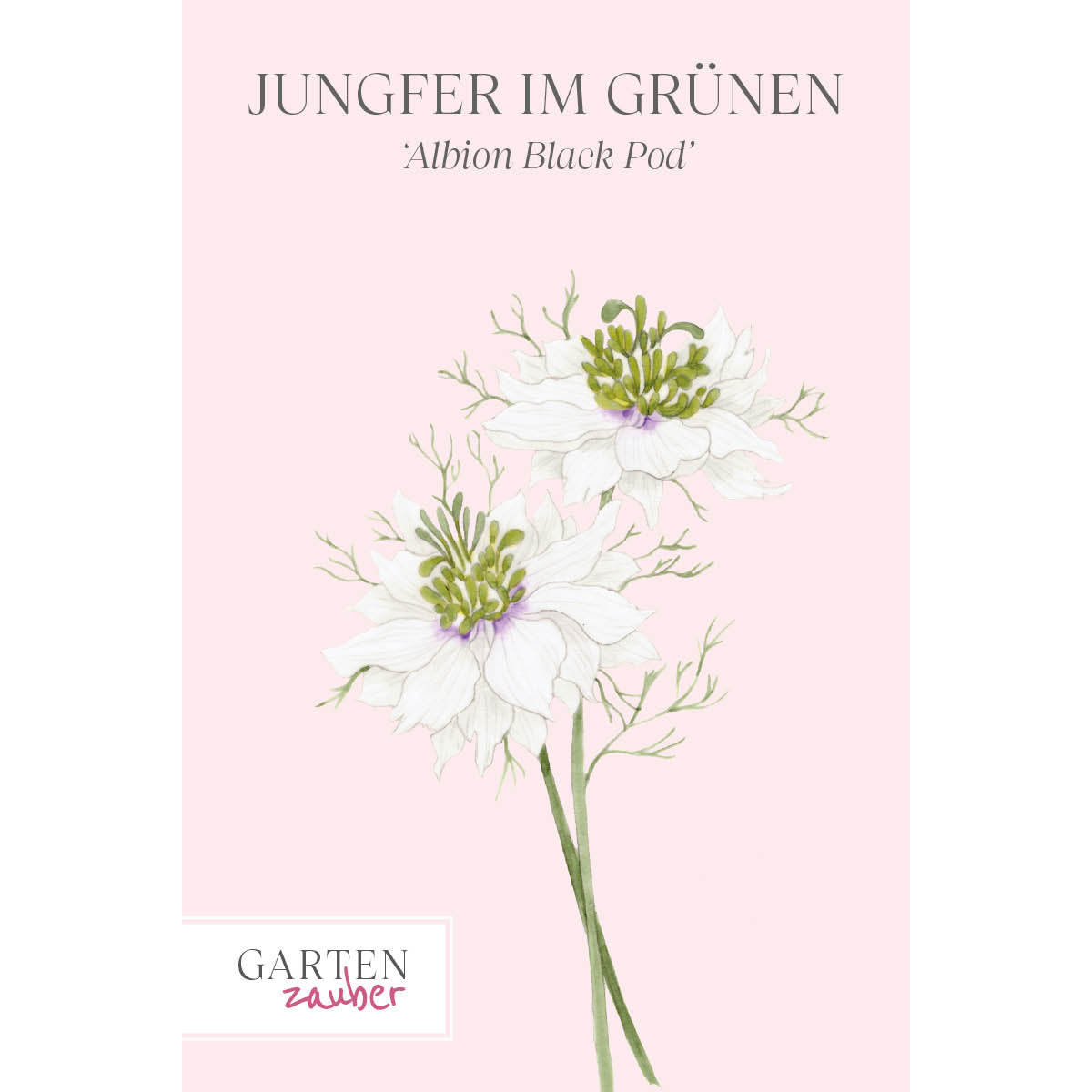 Vorderansicht Saatguttuete  Jungfer im Grünen - Nigella damascena 'Albion Black Pod'  aus der Gartenzauber-Saatgutserie