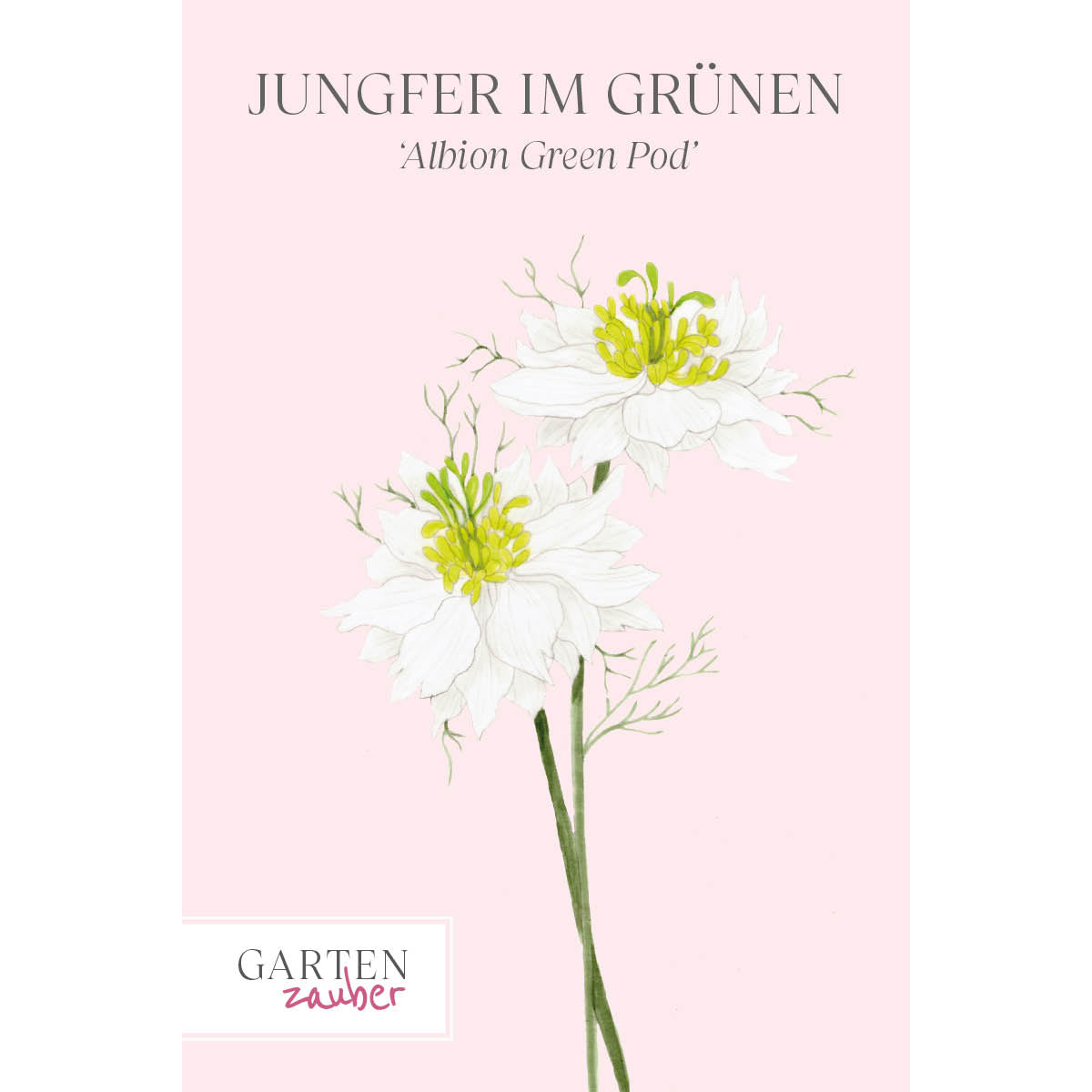 Vorderansicht Saatguttuete  Jungfer im Grünen - Nigella damascena 'Albion Green Pod'  aus der Gartenzauber-Saatgutserie