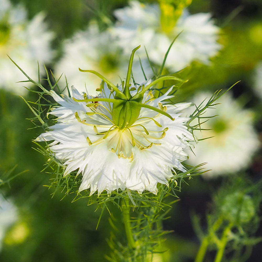 Bluehende Pflanze Jungfer im Grünen - Nigella damascena 'Albion Green Pod'  aus der Gartenzauber-Saatgutserie
