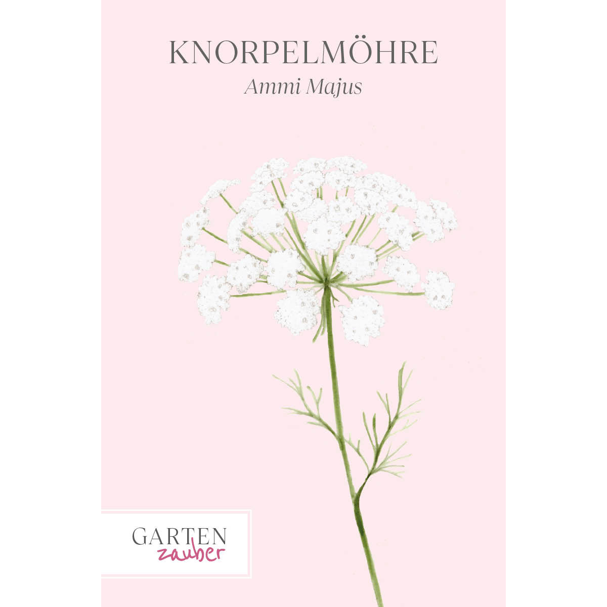 Vorderansicht Saatguttuete Knorpelmöhre - Ammi Majus aus der Gartenzauber-Saatgutserie