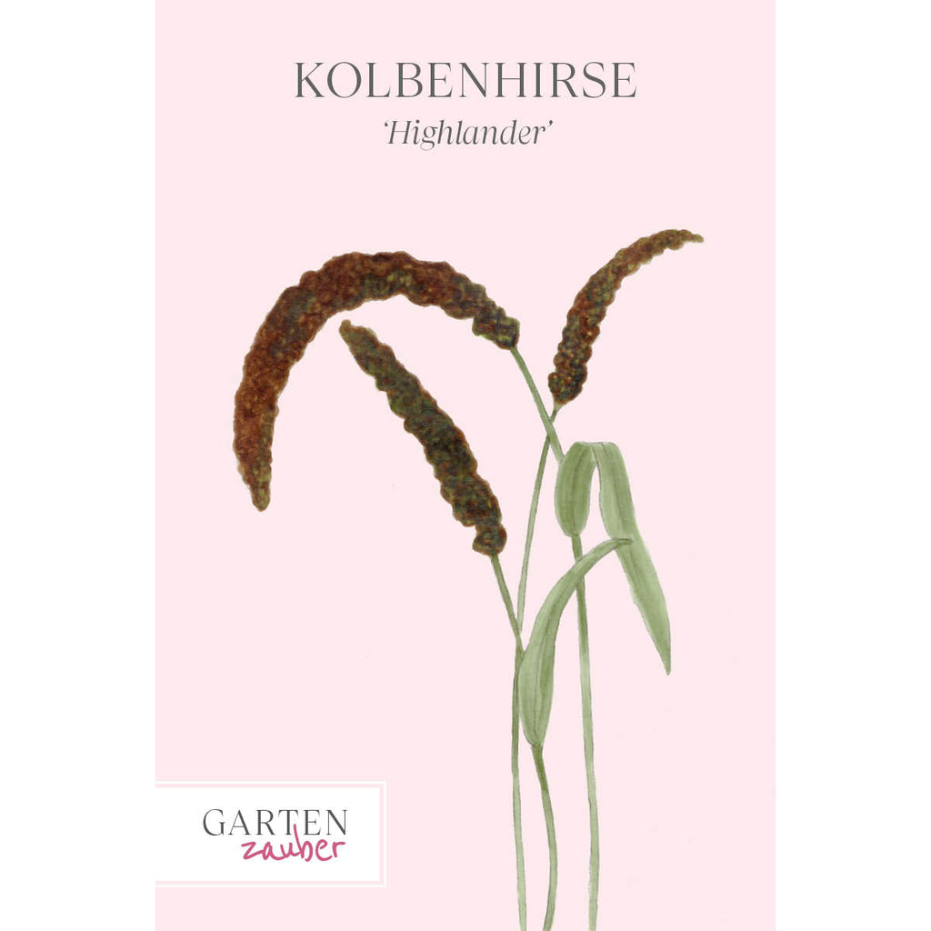 Vorderansicht Saatguttuete  Kolbenhirse - Setaria italica 'Highlander' aus der Gartenzauber-Saatgutserie