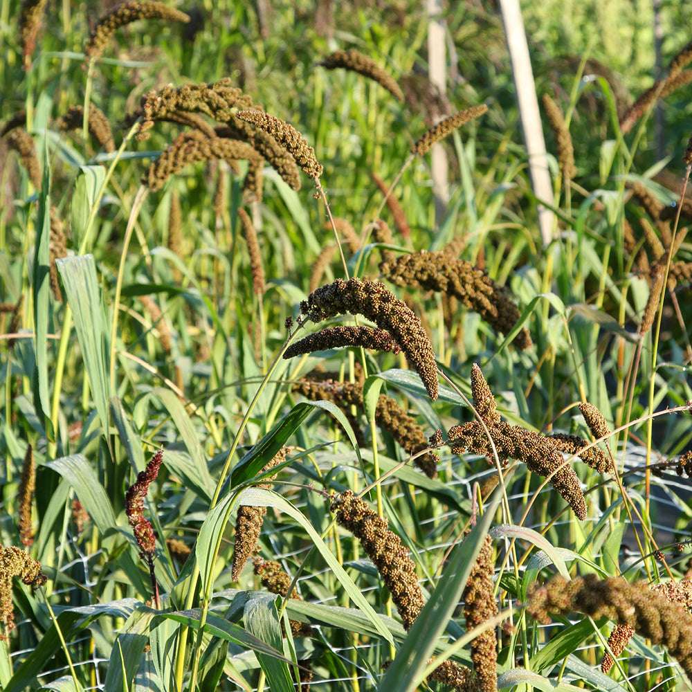 Bluehende Pflanze Kolbenhirse - Setaria italica 'Highlander' aus der Gartenzauber-Saatgutserie