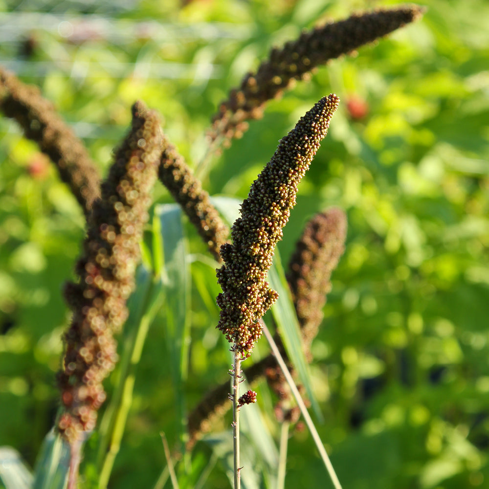 Bluehende Pflanze Kolbenhirse - Setaria italica 'Highlander' aus der Gartenzauber-Saatgutserie