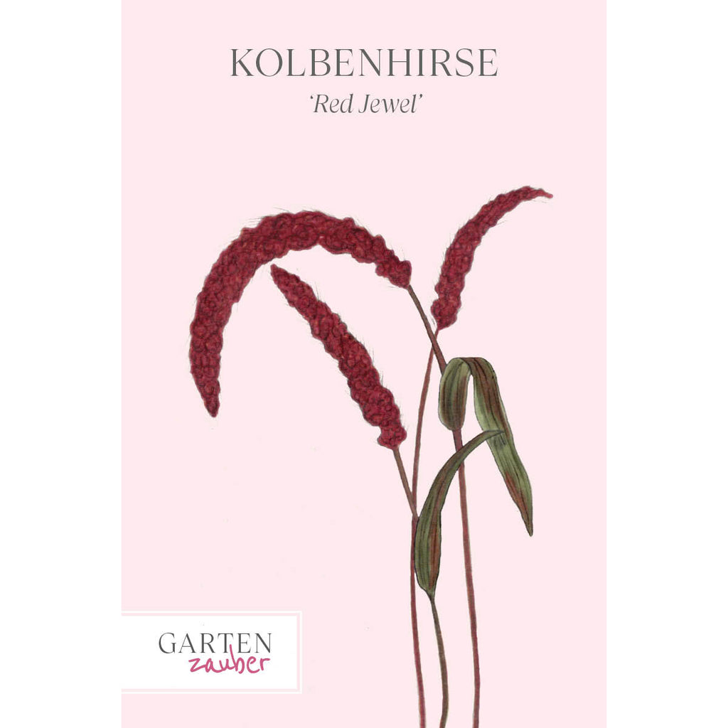 Vorderansicht Saatguttuete  Kolbenhirse - Setaria italica 'Red Jewel' aus der Gartenzauber-Saatgutserie