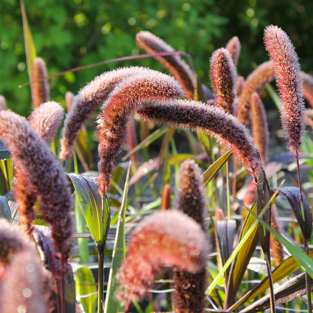 Bluehende Pflanze Kolbenhirse - Setaria italica 'Red Jewel' aus der Gartenzauber-Saatgutserie