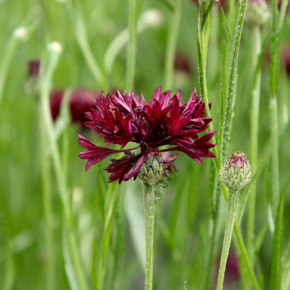 Bluehende Pflanze Kornblume - Centaurea cyanus ´Black Button` aus der Gartenzauber-Saatgutserie