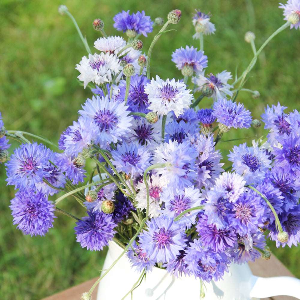 Bluehende Pflanze Kornblume - Centaurea cyanus ´Classic fantastic` aus der Gartenzauber-Saatgutserie als Strauß in einem Emaillekrug