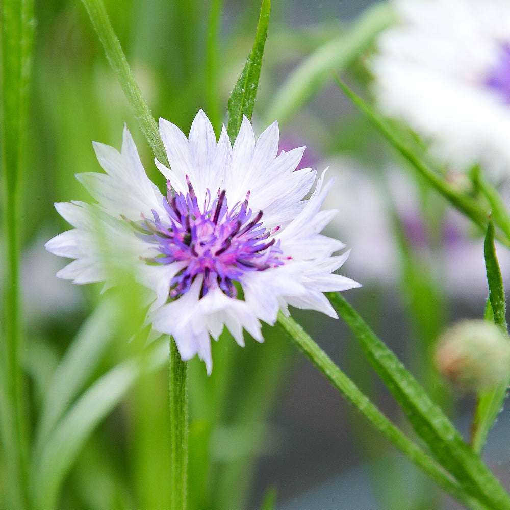 Bluehende Pflanze Kornblume - Centaurea cyanus ´Classic fantastic` aus der Gartenzauber-Saatgutserie