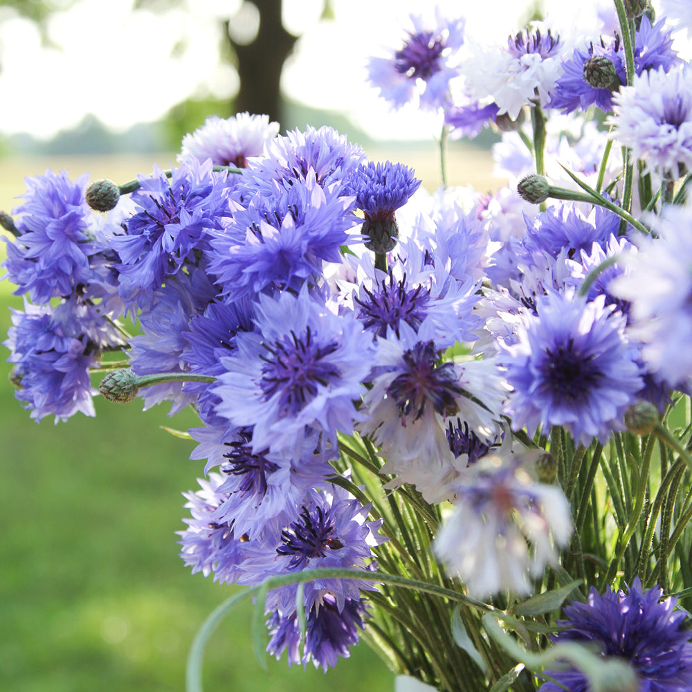 Bluehende Pflanze Kornblume - Centaurea cyanus ´Classic fantastic` aus der Gartenzauber-Saatgutserie