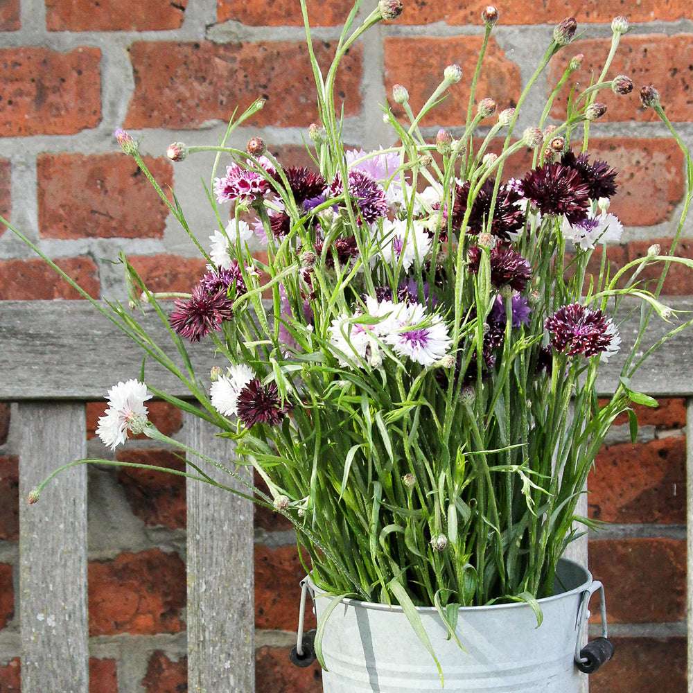 Bluehende Pflanze Kornblume - Centaurea cyanus ´Classic Magic` aus der Gartenzauber-Saatgutserie als Strauß in einem Zinkeimer