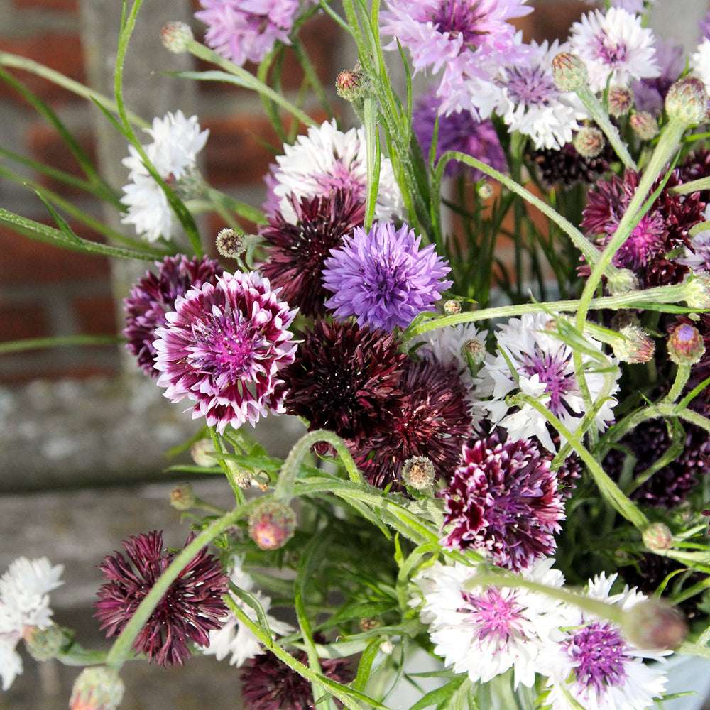Bluehende Pflanze Kornblume - Centaurea cyanus ´Classic Magic` aus der Gartenzauber-Saatgutserie