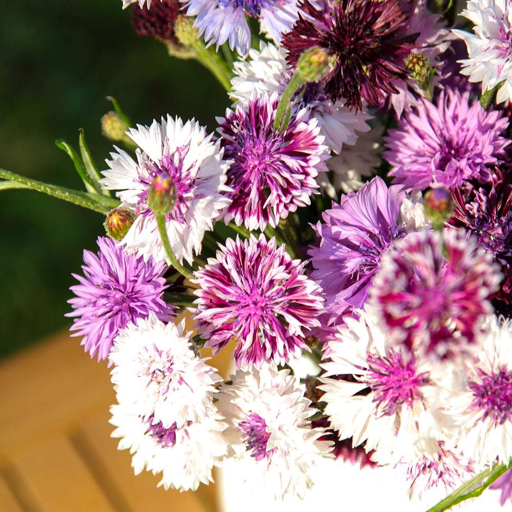 Bluehende Pflanze Kornblume - Centaurea cyanus ´Classic Magic` aus der Gartenzauber-Saatgutserie