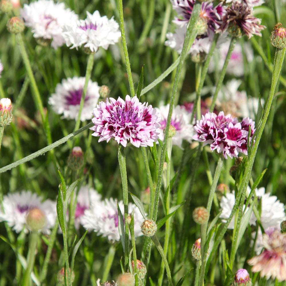 Bluehende Pflanze Kornblume - Centaurea cyanus ´Classic Magic` aus der Gartenzauber-Saatgutserie