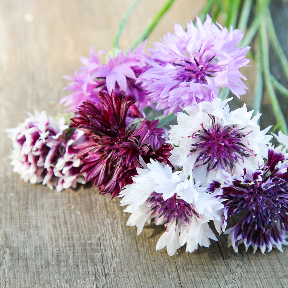 Bluehende Pflanze Kornblume - Centaurea cyanus ´Classic Magic` aus der Gartenzauber-Saatgutserie