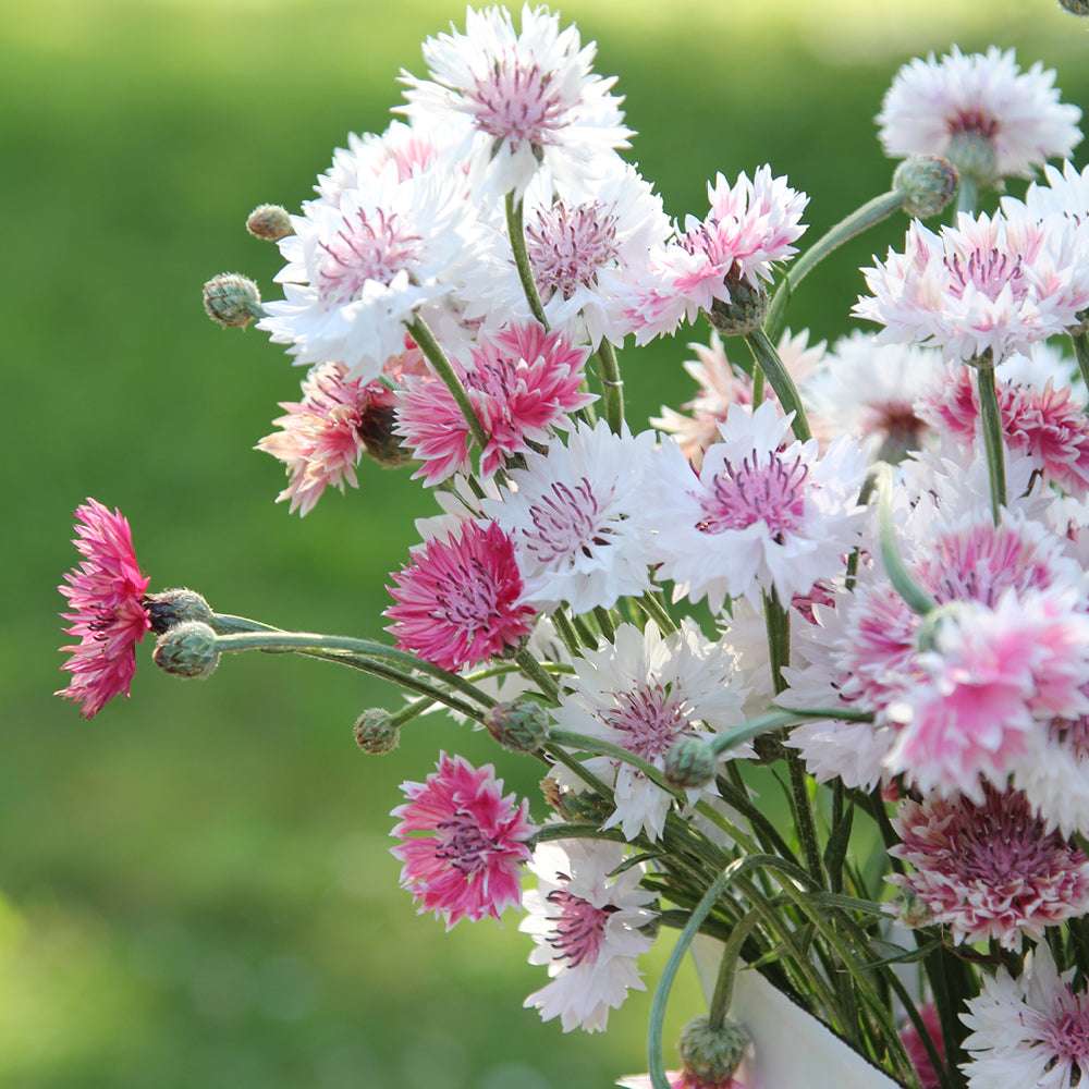 Bluehende Pflanze Kornblume - Centaurea cyanus ´Classic Romantic` aus der Gartenzauber-Saatgutserie