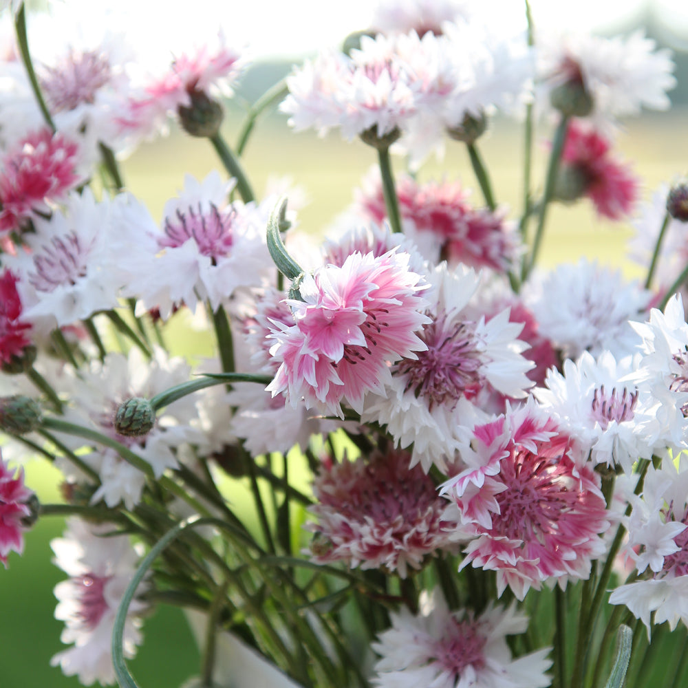 Bluehende Pflanze Kornblume - Centaurea cyanus ´Classic Romantic` aus der Gartenzauber-Saatgutserie