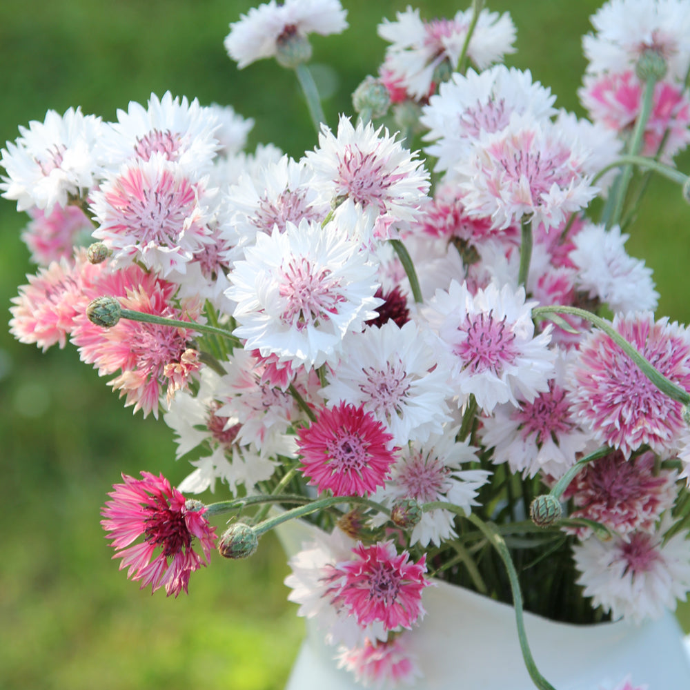 Bluehende Pflanze Kornblume - Centaurea cyanus ´Classic Romantic` aus der Gartenzauber-Saatgutserie als Strauß in einem Emaillekrug