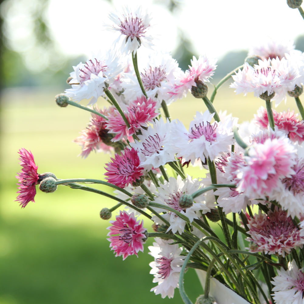 Bluehende Pflanze Kornblume - Centaurea cyanus ´Classic Romantic` aus der Gartenzauber-Saatgutserie