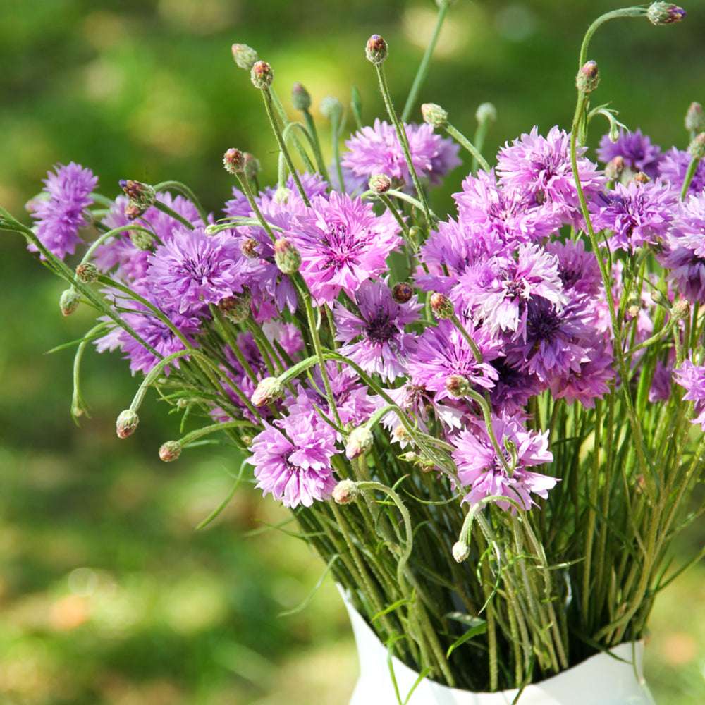  Bluehende Pflanze Kornblume - Centaurea cyanus ´Mauve Ball` aus der Gartenzauber-Saatgutserie als Strauß in einem Emaillekrug
