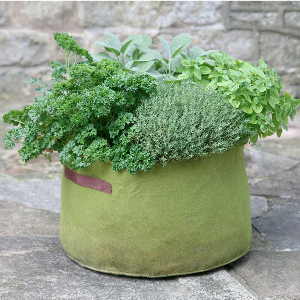 Bepflanzte Vigoroot Pflanztasche mit frischen Küchenkräutern