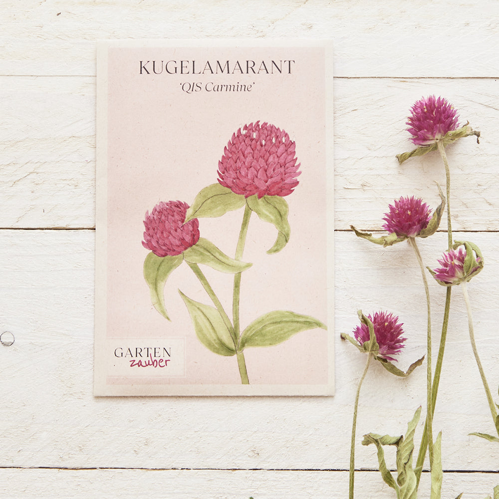 Vorderansicht Saatguttuete Kugelamarant - Gomphrena haageana 'QIS Carmine' aus der Gartenzauber-Saatgutserie, dekoriert mit getrockneten Blumen.