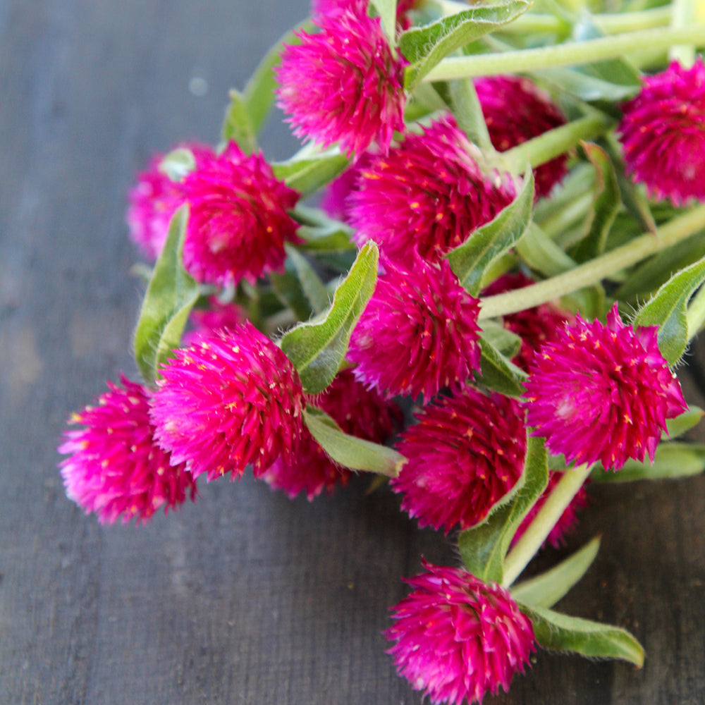 Bluehende Pflanze Kugelamarant - Gomphrena haageana 'QIS Carmine' aus der Gartenzauber-Saatgutserie