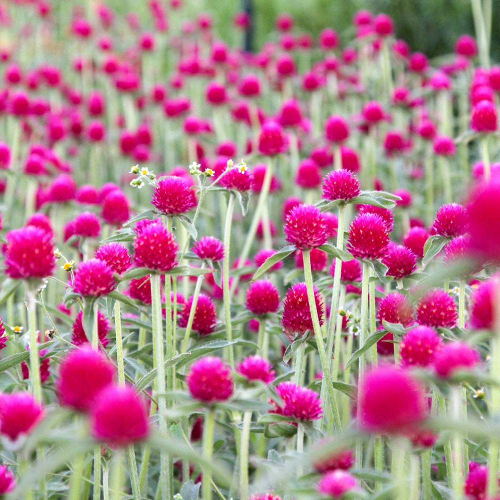 Bluehende Pflanze Kugelamarant - Gomphrena haageana 'QIS Carmine' aus der Gartenzauber-Saatgutserie