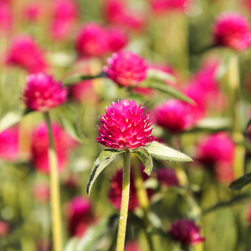 Bluehende Pflanze Kugelamarant - Gomphrena haageana 'QIS Carmine' aus der Gartenzauber-Saatgutserie