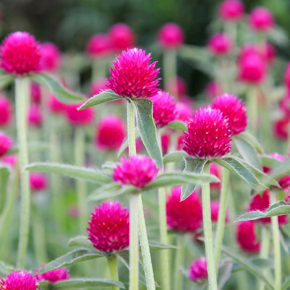 Bluehende Pflanze Kugelamarant - Gomphrena haageana 'QIS Carmine' aus der Gartenzauber-Saatgutserie