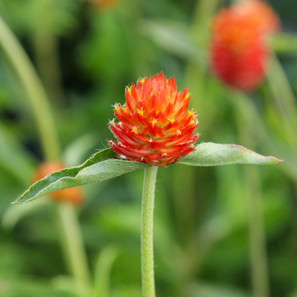 Bluehende Pflanze Kugelamarant - Gomphrena haageana 'QIS Orange' aus der Gartenzauber-Saatgutserie
