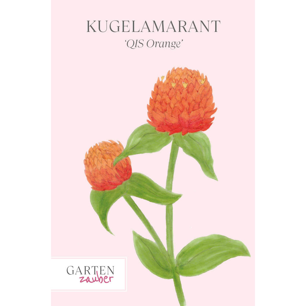 Vorderansicht Saatguttuete  Kugelamarant - Gomphrena haageana 'QIS Carmine' aus der Gartenzauber-Saatgutserie