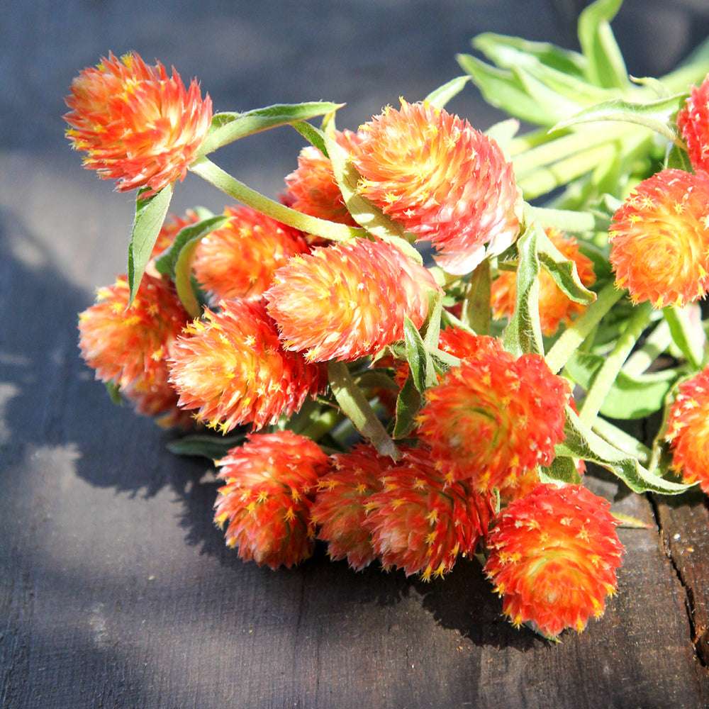 Bluehende Pflanze Kugelamarant - Gomphrena haageana 'QIS Orange' aus der Gartenzauber-Saatgutserie