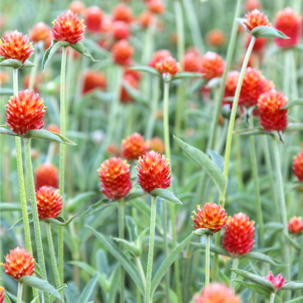 Bluehende Pflanze Kugelamarant - Gomphrena haageana 'QIS Carmine' aus der Gartenzauber-Saatgutserie